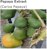 bild_papaya.png bild_papaya.png