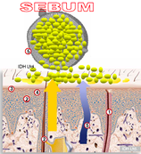 Interne Seite: Nano-Biotechnologie - ein Entwicklungsfortschritt für verbesserte Hautpflege und mehr Lebensqualität!