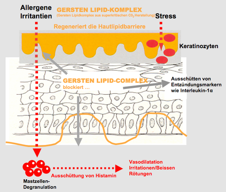 gerstenkeim_komplex_verstaerkt_syner-_gistisch_die_juckreizlinderung_.png gerstenkeim_komplex_verstaerkt_syner-_gistisch_die_juckreizlinderung_.png