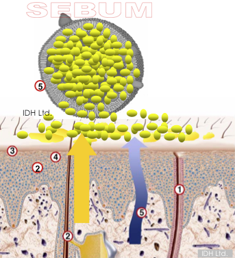 wirkeigenschaften_von_skinac-nano.png wirkeigenschaften_von_skinac-nano.png