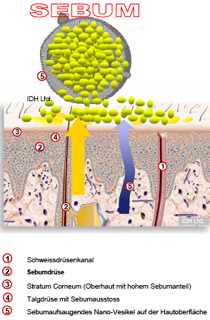 Zoom: sebumaufsaugendes__skinac-nano-vesikel-2.png