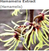 bild_hamamelis.png