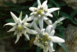 alpine_edelweiss-blume_-hautschuetzend_alpengel_ice-cool.png