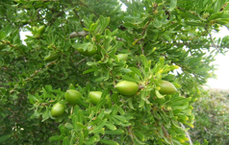 arganoelbaum.png