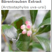 baerentrauben-pflanze.png baerentrauben-pflanze.png